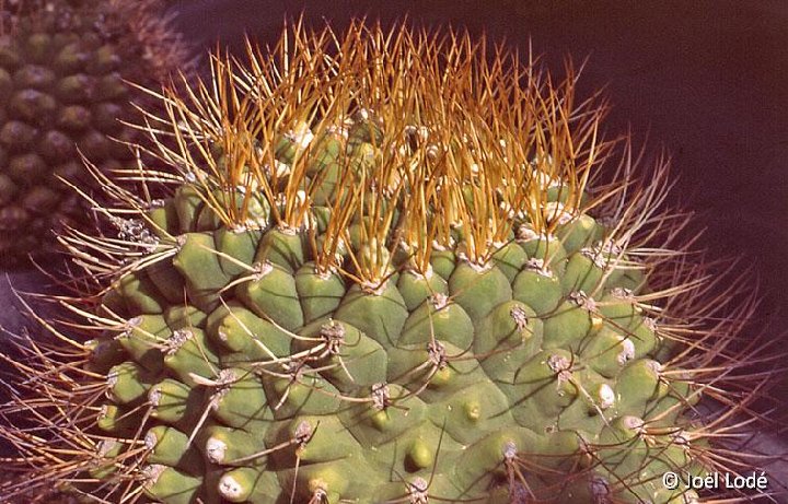 Gymnocalycium pflanzii zegarrae RCB358 Perez, Mairana, Bolivia, 1380m alt